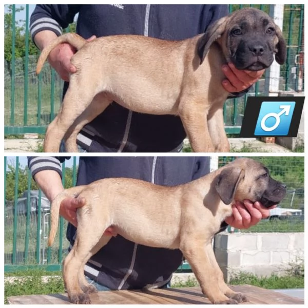 Cane Corso  | Foto 1