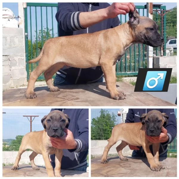 Cane Corso  | Foto 0