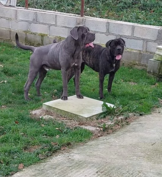 Cane corso  | Foto 4