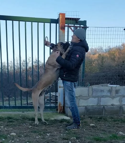 Cane corso  | Foto 3