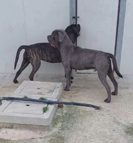 Cane corso  | Foto 2