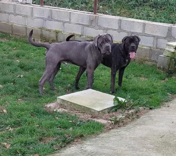 Cane corso  | Foto 1