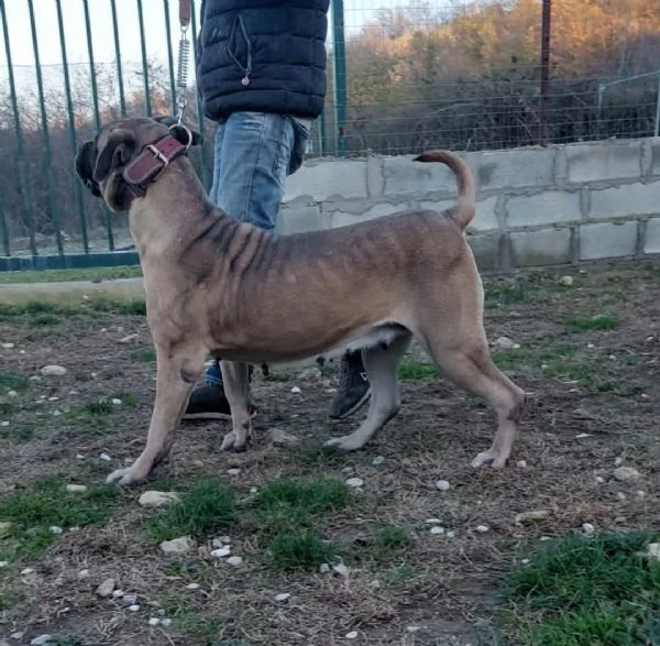 Cane corso  | Foto 0