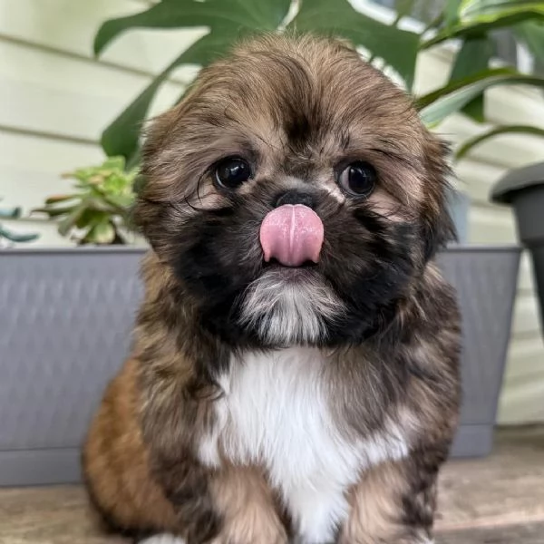 Cuccioli di Shih-Tzu | Foto 0