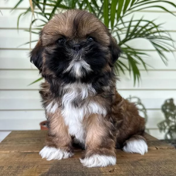Cuccioli di Shih-Tzu