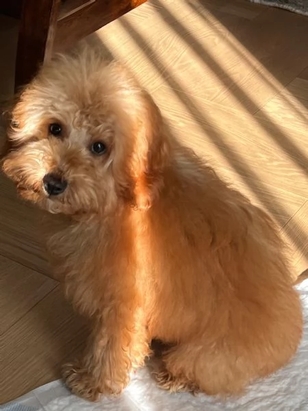 cucciolo di barboncino 