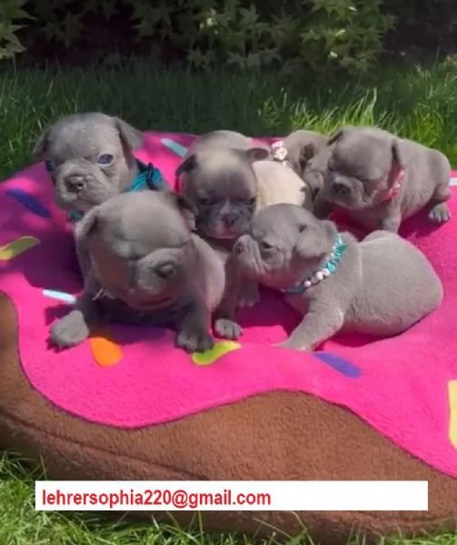 Bulldog Francese Esotic