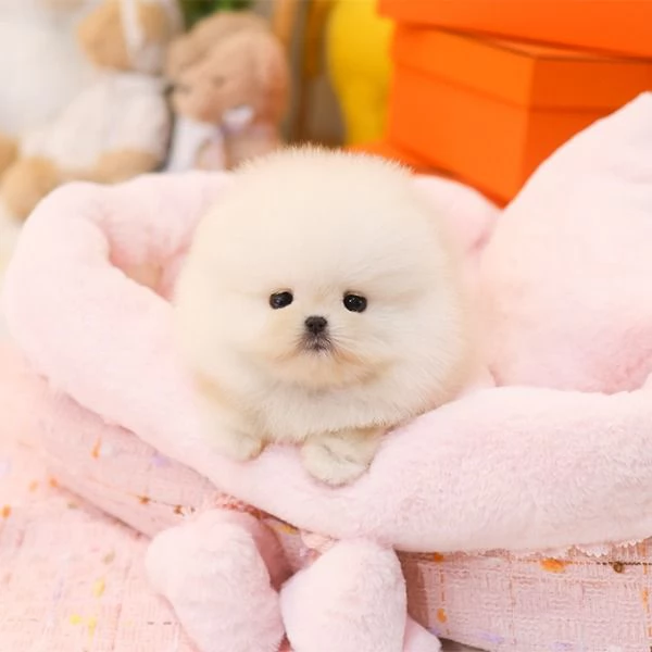 Bella tazza da tè Pomerania Cuccioli disponibili.