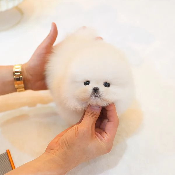 Bella tazza da tè Pomerania Cuccioli disponibili. | Foto 0