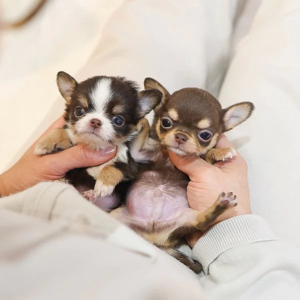 Bella tazza da tè Chihuahua Cuccioli disponibili.