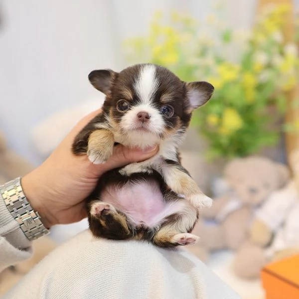 Bella tazza da tè Chihuahua Cuccioli disponibili. | Foto 1