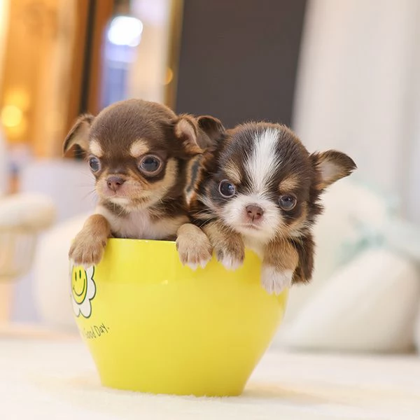 Bella tazza da tè Chihuahua Cuccioli disponibili. | Foto 0