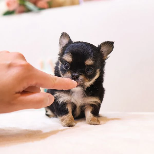 Bella tazza da tè Chihuahua a pelo lungo Cuccioli disponibili | Foto 1