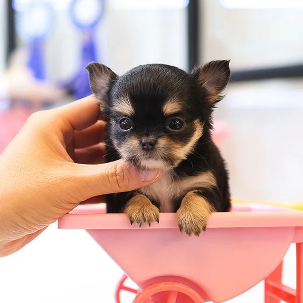 Bella tazza da tè Chihuahua a pelo lungo Cuccioli disponibili | Foto 0