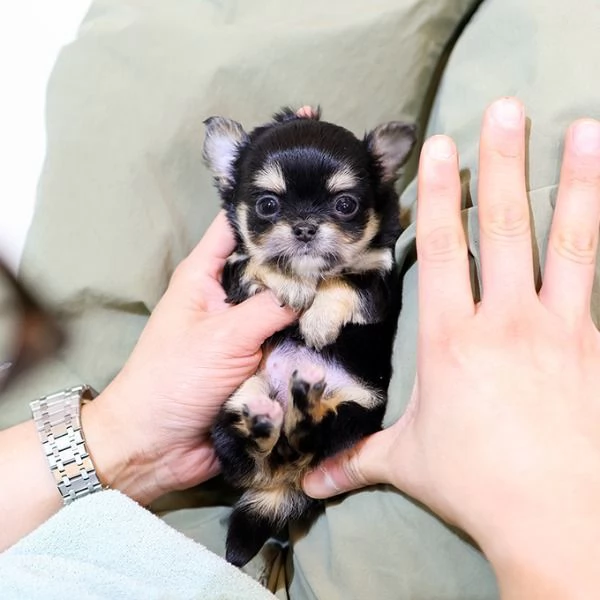 Bella tazza da tè Chihuahua a pelo lungo Cuccioli disponibili
