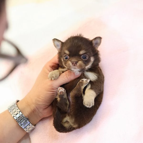 Baby Face capelli lunghi Chihuahua tazza da tè Cuccioli Pronti............ | Foto 1