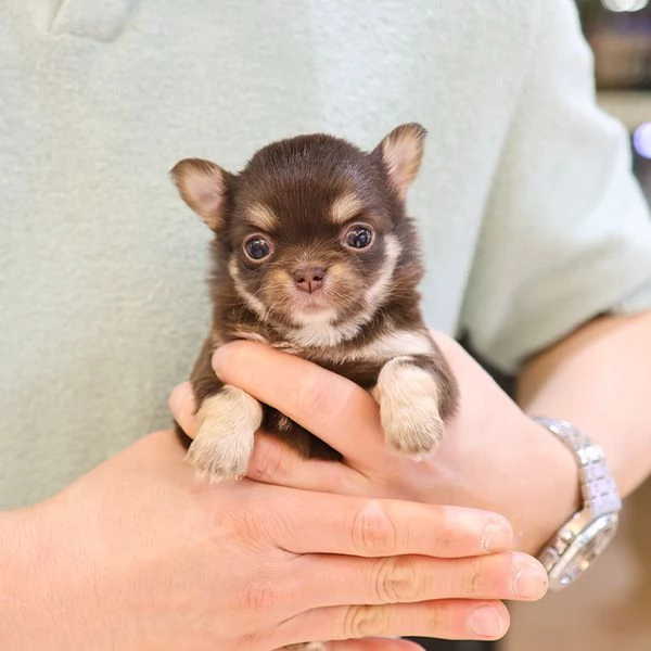 Baby Face capelli lunghi Chihuahua tazza da tè Cuccioli Pronti............