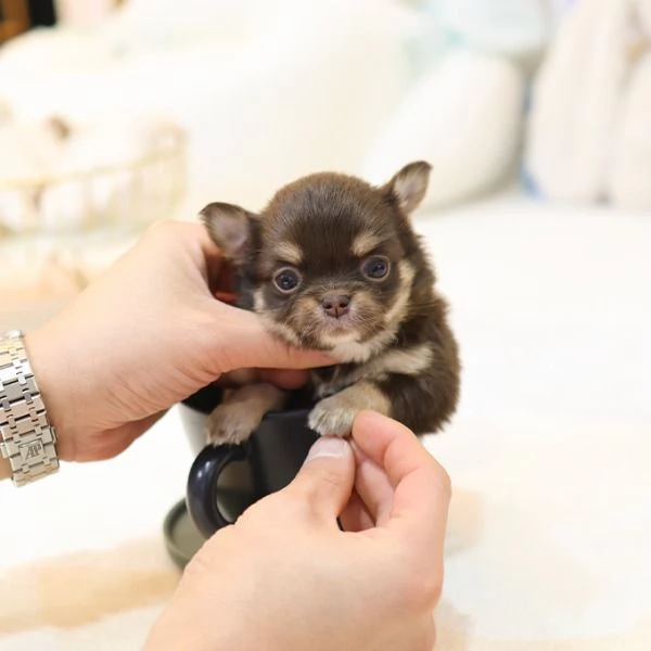 Baby Face capelli lunghi Chihuahua tazza da tè Cuccioli Pronti............ | Foto 0