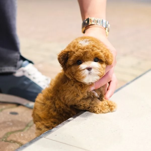 Cuccioli di barboncino pronti per nuove case.