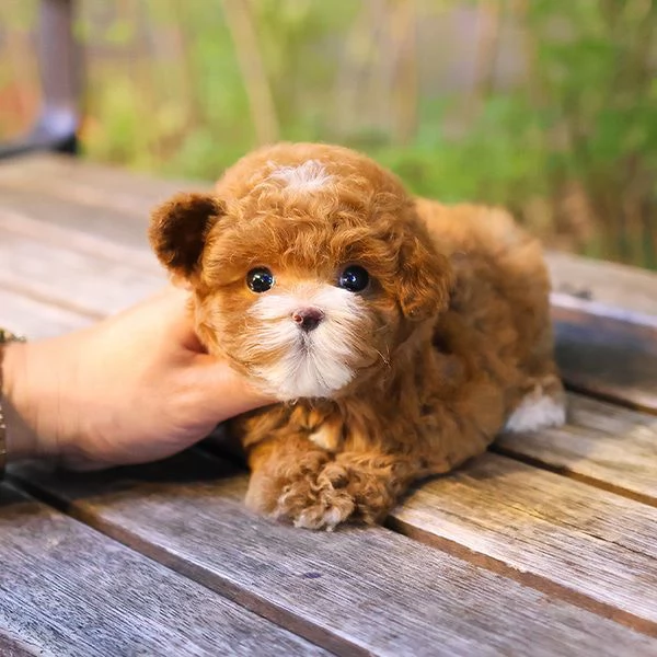 Cuccioli di barboncino pronti per nuove case. | Foto 0