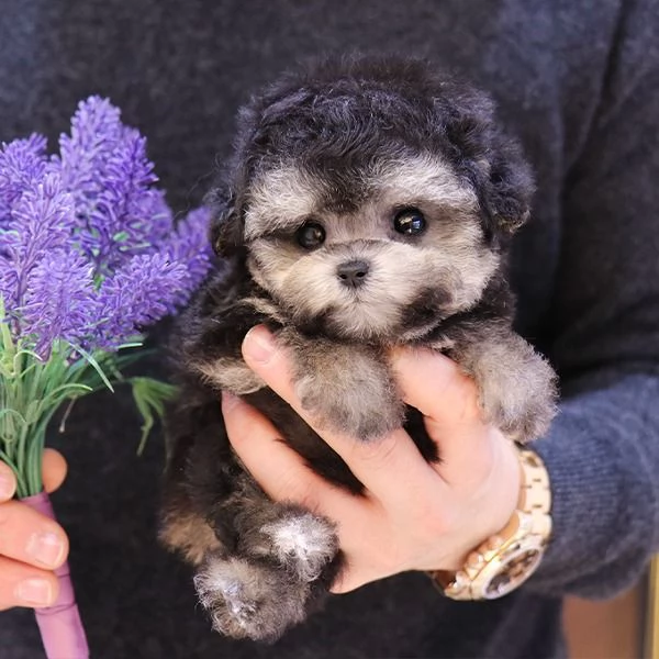 Cuccioli di barboncino pronti per nuove case..