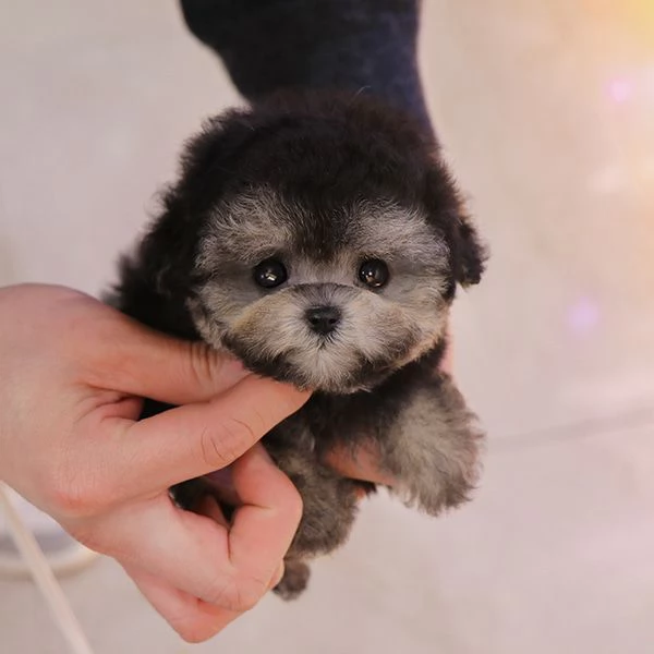Cuccioli di barboncino pronti per nuove case.. | Foto 2