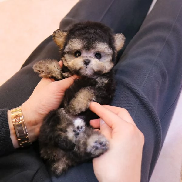 Cuccioli di barboncino pronti per nuove case.. | Foto 1