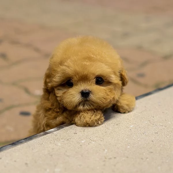 Cuccioli di barboncino pronti per nuove case | Foto 0