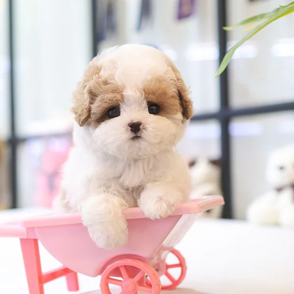  Cuccioli di barboncino per case carine | Foto 1
