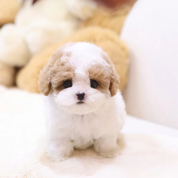  Cuccioli di barboncino per case carine | Foto 0