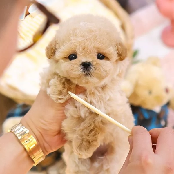 Cuccioli di barboncino per case carine