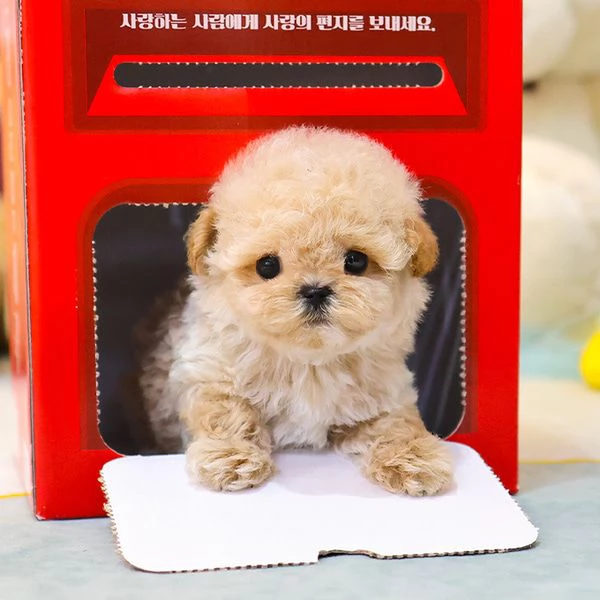 Cuccioli di barboncino per case carine | Foto 1