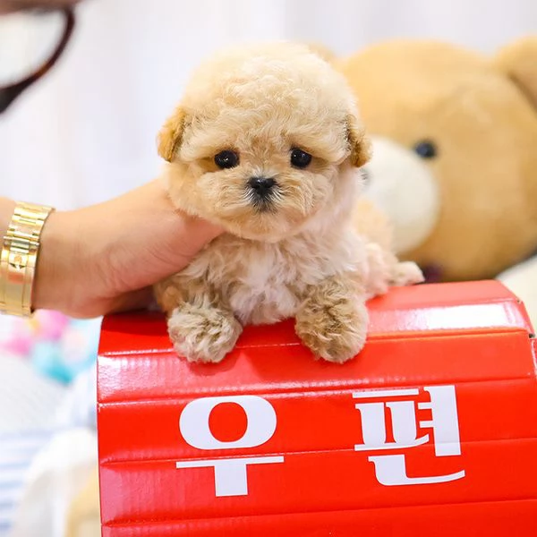 Cuccioli di barboncino per case carine | Foto 0