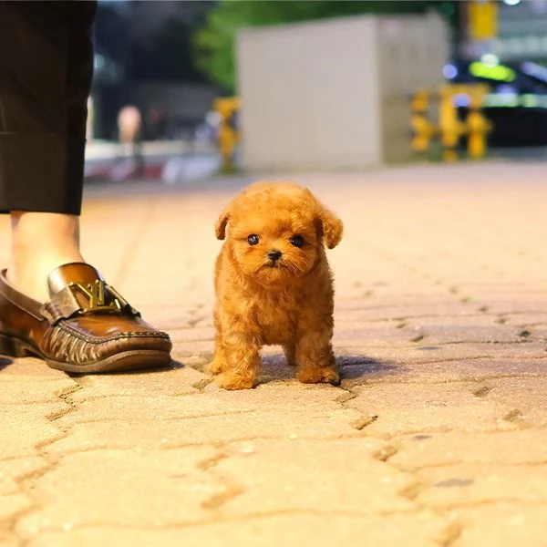 Cuccioli di barboncino per case carine