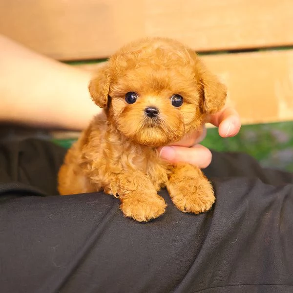 Cuccioli di barboncino per case carine | Foto 0