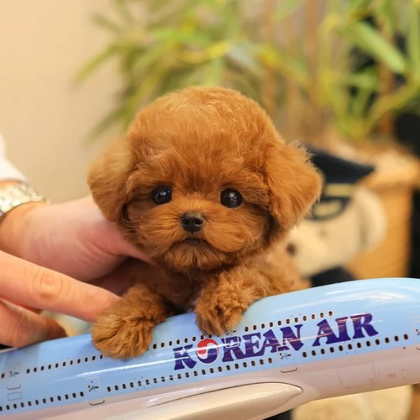 Cuccioli di barboncino per case carine | Foto 0