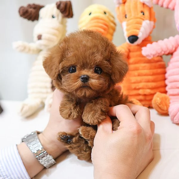 Cuccioli di barboncino per case carine