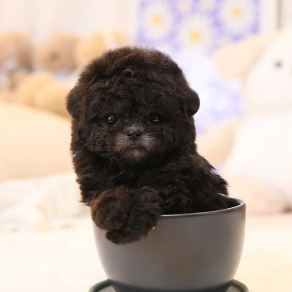 Cuccioli di barboncino per case carine