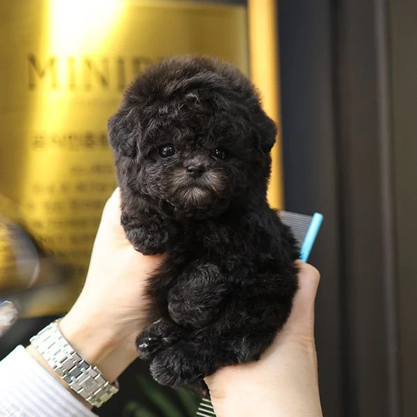 Cuccioli di barboncino per case carine | Foto 1