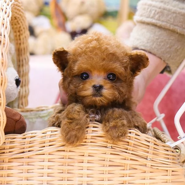 Cuccioli di barboncino pronti per nuove case..