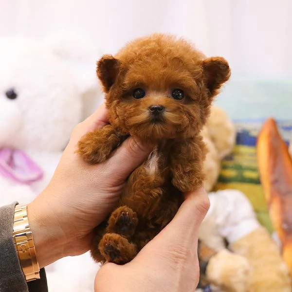 Cuccioli di barboncino pronti per nuove case.. | Foto 1