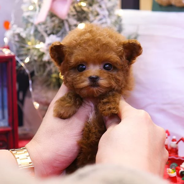 Cuccioli di barboncino pronti per nuove case.. | Foto 0
