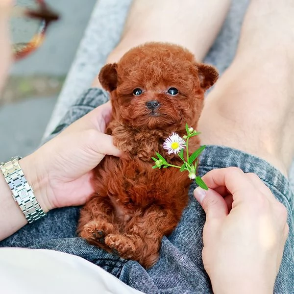 Cuccioli di barboncino addestrati per l'adozione