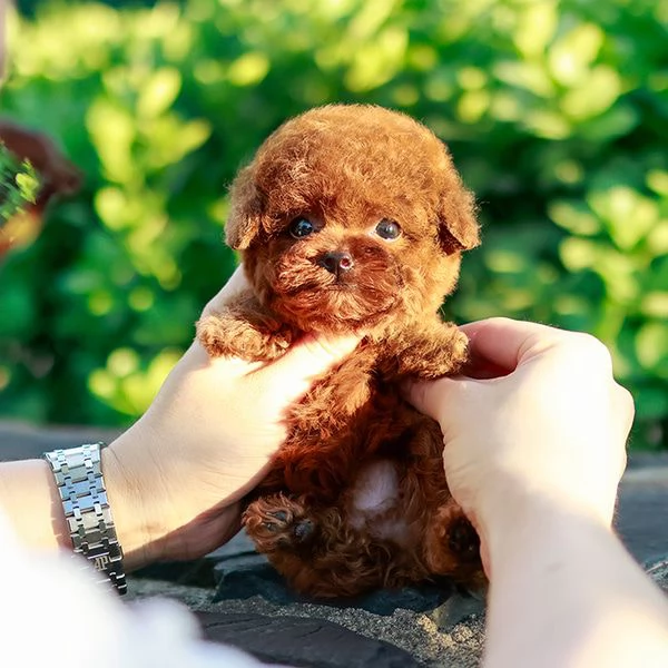 Cuccioli di barboncino addestrati per l'adozione | Foto 1