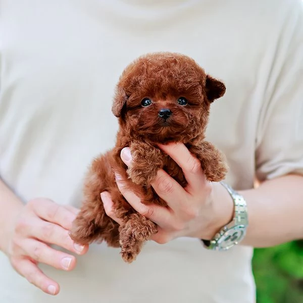 Cuccioli di barboncino addestrati per l'adozione | Foto 0