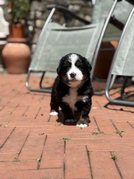 Cuccioli di bovaro del Bernese 
