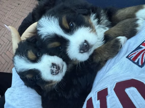 Cuccioli di bovaro del Bernese  | Foto 6
