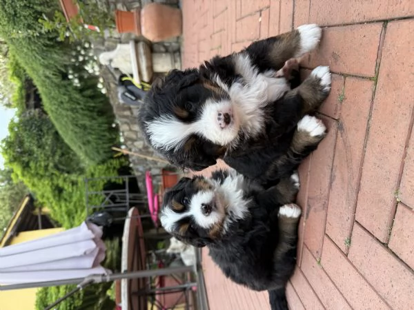 Cuccioli di bovaro del Bernese  | Foto 5