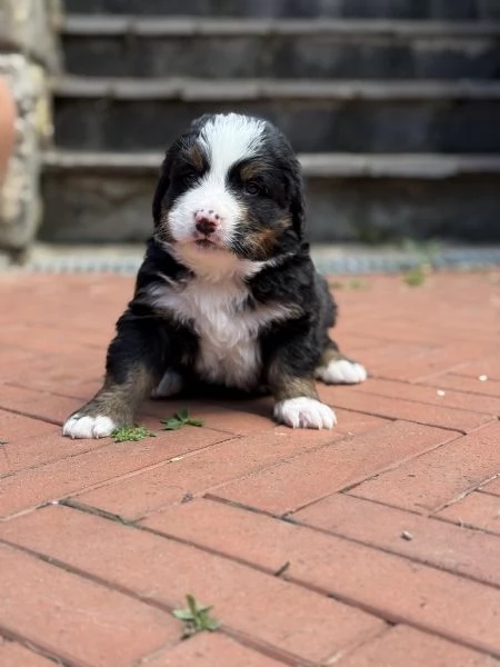 Cuccioli di bovaro del Bernese  | Foto 4