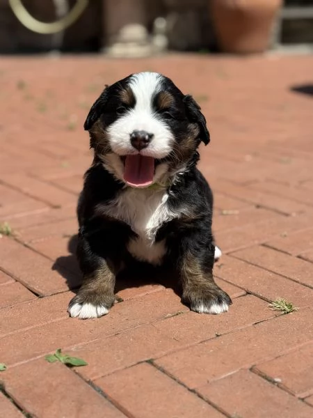 Cuccioli di bovaro del Bernese  | Foto 3